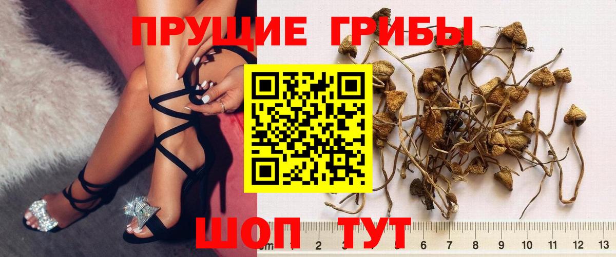 Псилоцибиновые грибы мицелий  Вязники  Галлюциногенные грибы Psilocybe 